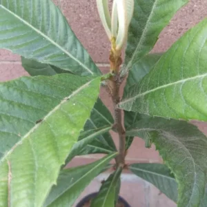 Loquat Big Jim Seedling Tropical Fruit Tree Potted Plant