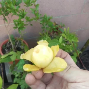 Loquat Big Jim Seedling Tropical Fruit Tree Potted Plant