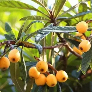 Loquat Big Jim Seedling Tropical Fruit Tree Potted Plant