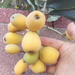 Loquat Big Jim Tropical Fruit Tree - Grafted Fruit Plant - Home Garden