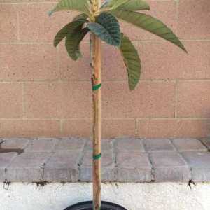 Loquat Big Jim Tropical Fruit Tree - Grafted Fruit Plant - Home Garden