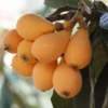 Loquat Gold Nugget Tree - Tropical Fruit Tree - Spring Season Plant