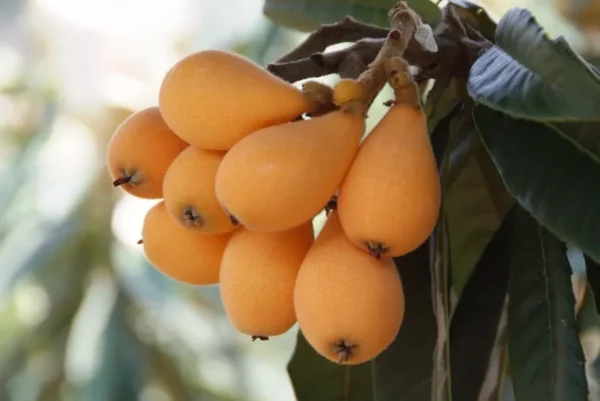 Loquat Gold Nugget Tree - Tropical Fruit Tree - Spring Season Plant