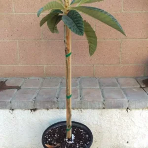 Loquat Gold Nugget Tree - Tropical Fruit Tree - Spring Season Plant