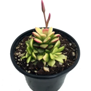 Lost Love Succulent Plant - Anacampseros rufescens variegata - 2