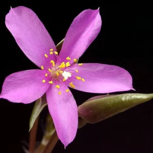 Lost Love Succulent Plant - Anacampseros rufescens variegata - 2