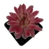 Lotus Blossom Sempervivum - 2.5 Inch Potted Hens and Chicks Plant