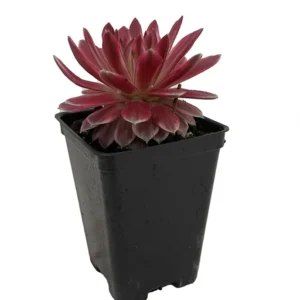 Lotus Blossom Sempervivum - 2.5 Inch Potted Hens and Chicks Plant