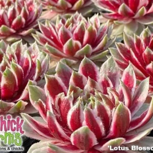 Lotus Blossom Sempervivum - 2.5 Inch Potted Hens and Chicks Plant