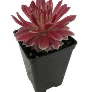 Lotus Blossom Sempervivum - 2.5 Inch Potted Hens and Chicks Plant