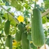 Luffa Live Plants - 2 Loofah Sponges - 4-5 Inch - Grow Your Own
