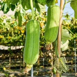 Luffa Live Plants - 2 Loofah Sponges - 4-5 Inch - Grow Your Own