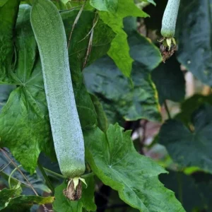 Luffa Live Plants - 2 Loofah Sponges - 4-5 Inch - Grow Your Own