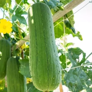 Luffa Live Plants - 2 Loofah Sponges - 4-5 Inch - Grow Your Own