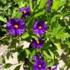 Lycianthes Rantonnetii Potato Bush - 1 Foot Small Plant - Grown in USA