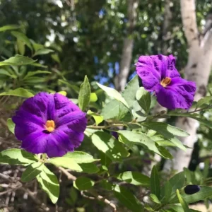 Lycianthes Rantonnetii Potato Bush - 1 Foot Small Plant - Grown in USA