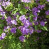 Lycianthes rantonnetii Potato Bush Cuttings - 10 Stems 4-6 Inches - Purple & Green