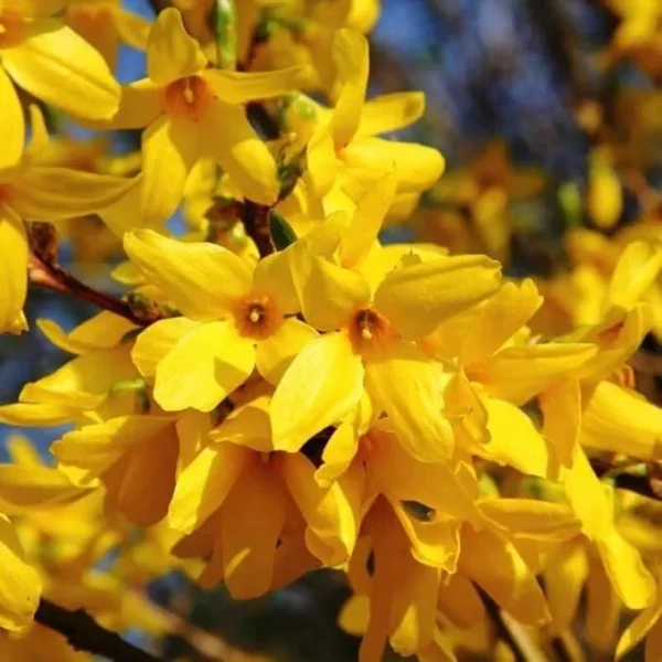 Lynwood Gold Forsythia 5-Pack Bare Root Shrubs - Yellow Spring Blooms