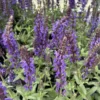 Lyrical Blues Meadow Sage - Salvia Plant - 1 Gallon Pot - Violet-Blue Flowers