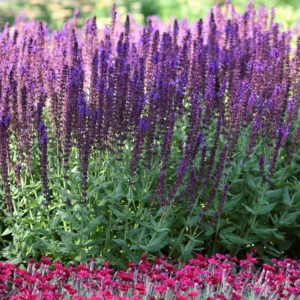 Lyrical Blues Meadow Sage - Salvia Plant - 1 Gallon Pot - Violet-Blue Flowers