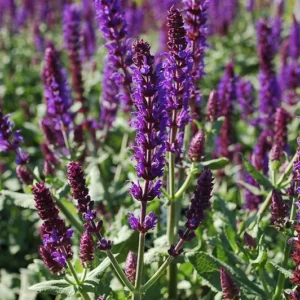 Lyrical Blues Meadow Sage - Salvia Plant - 1 Gallon Pot - Violet-Blue Flowers