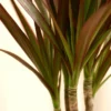 Magenta Madagascar Dragon Tree - Dracaena marginata - 3.5 inch Potted Plant