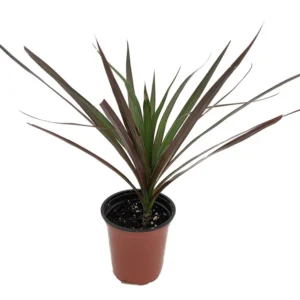 Magenta Madagascar Dragon Tree - Dracaena marginata - 3.5 inch Potted Plant