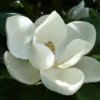 Magnolia DD Blanchard Tree - White Flower Fragrant Shade Tree
