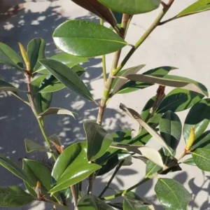 Magnolia DD Blanchard Tree - White Flower Fragrant Shade Tree