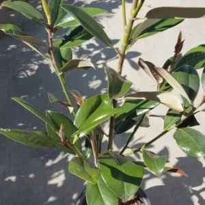 Magnolia DD Blanchard Tree - White Flower Fragrant Shade Tree