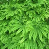 Maidenhair Fern Plant Bare Roots - 5 Organic Adiantum Seedlings