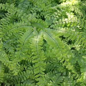 Maidenhair Fern Plant Bare Roots - 5 Organic Adiantum Seedlings