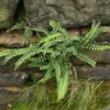 Maidenhair Spleenwort Fern 5 Rhizomes - Asplenium Platyneuron Hardy Garden Plant