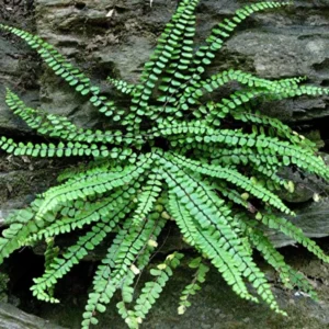 Maidenhair Spleenwort Fern 5 Rhizomes - Asplenium Platyneuron Hardy Garden Plant