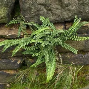 Maidenhair Spleenwort Fern 5 Rhizomes - Asplenium Platyneuron Hardy Garden Plant