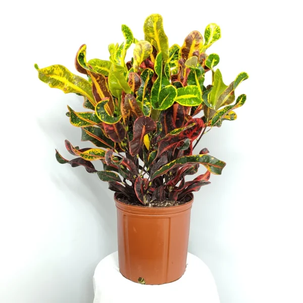 Mamey Croton Plant - 4" Pot - Colorful Indoor Houseplant