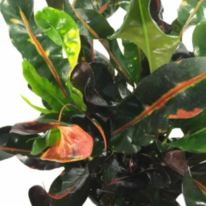 Mamey Croton Plant - 4