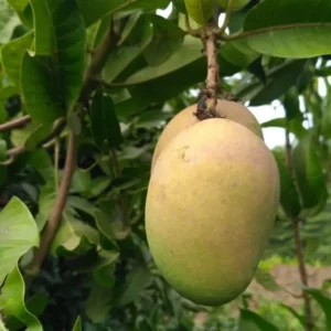 Mango Tree Mallika Variety Grafted Fruit Tree Semi-Dwarf