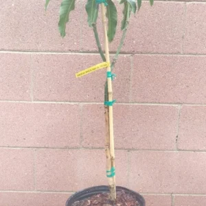 Mango Tree Mallika Variety Grafted Fruit Tree Semi-Dwarf