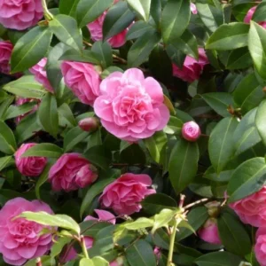 Marie Bracey Spellbound Camellia Japonica Live Plant Evergreen Bush Shrub 30in 5gal Green