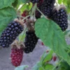 Marionberry Blackberry Plant 6-12" Blackberry Bushes Potted
