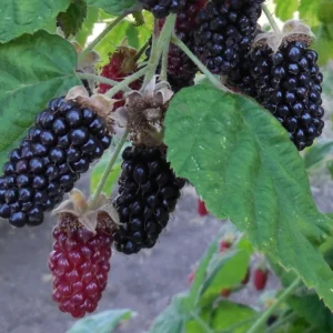 Marionberry Blackberry Plant 6-12