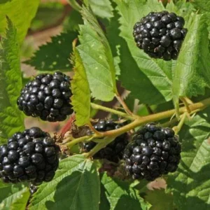 Marionberry Blackberry Plant 6-12" Blackberry Bushes Potted