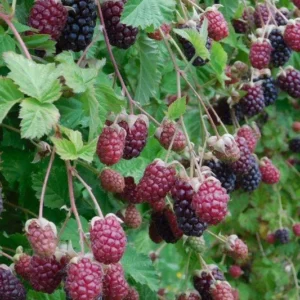 Marionberry Blackberry Plant 6-12
