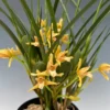 Maxillaria tenuifolia 'Yamada' AM/AOS - Yellow Coconut Orchid - 2.5 Inch Pot - Fragrant Blooms