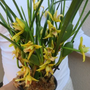 Maxillaria tenuifolia 'Yamada' AM/AOS - Yellow Coconut Orchid - 2.5 Inch Pot - Fragrant Blooms