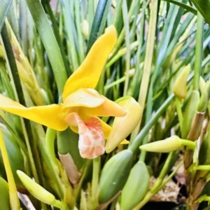 Maxillaria tenuifolia 'Yamada' AM/AOS - Yellow Coconut Orchid - 2.5 Inch Pot - Fragrant Blooms