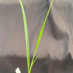 Maxillaria tenuifolia 'Yamada' AM/AOS - Yellow Coconut Orchid - 2.5 Inch Pot - Fragrant Blooms