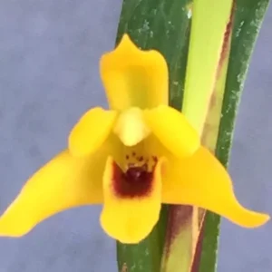 Maxillaria tenuifolia 'Yamada' AM/AOS - Yellow Coconut Orchid - 2.5 Inch Pot - Fragrant Blooms