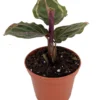 Medallion Prayer Plant - Calathea Houseplant - 2.5" Pot - Patterned Foliage